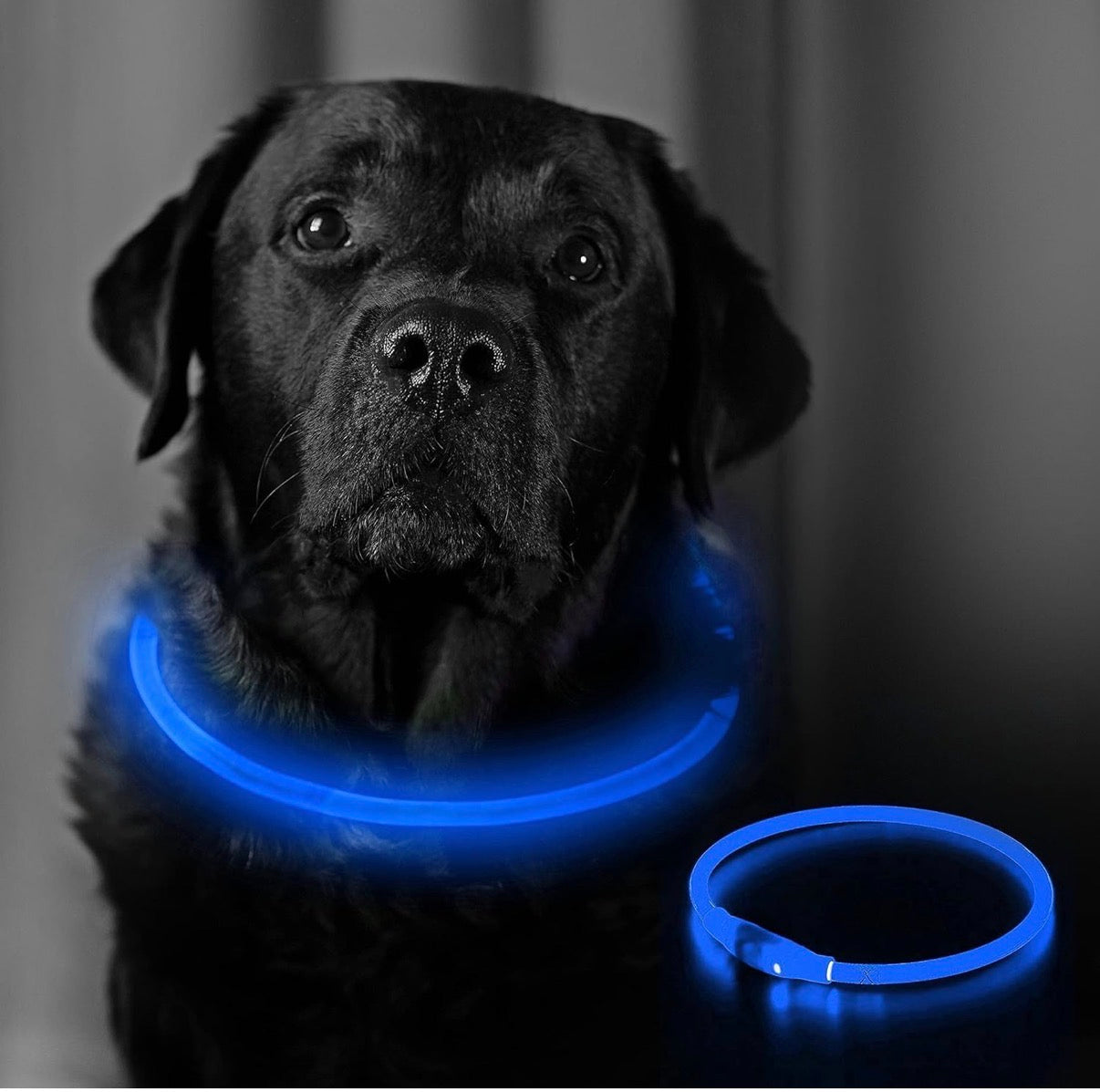 LED Dog Collar – USB Rechargeable Safety Light Collar for Dogs, Cats & Puppies with a Fashionable Glow-in-the-Dark Design.