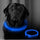 LED Dog Collar – USB Rechargeable Safety Light Collar for Dogs, Cats & Puppies with a Fashionable Glow-in-the-Dark Design.